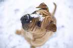 Bull-Pei in winter