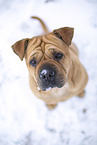 Bull-Pei in winter