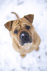 Bull-Pei in winter