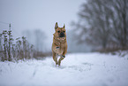 Bull-Pei in winter