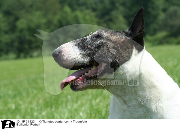 Bullterrier Portrait / IF-01123