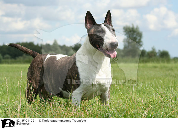 Bullterrier / IF-01125