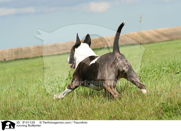 rennender Bullterrier / running Bullterrier / IF-01129