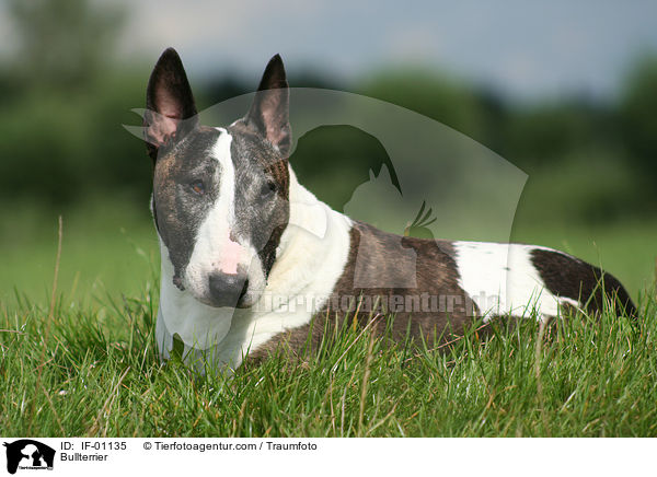 Bullterrier / IF-01135