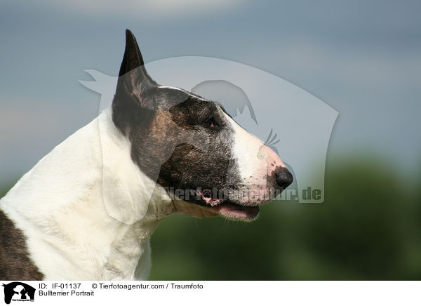Bullterrier Portrait / IF-01137