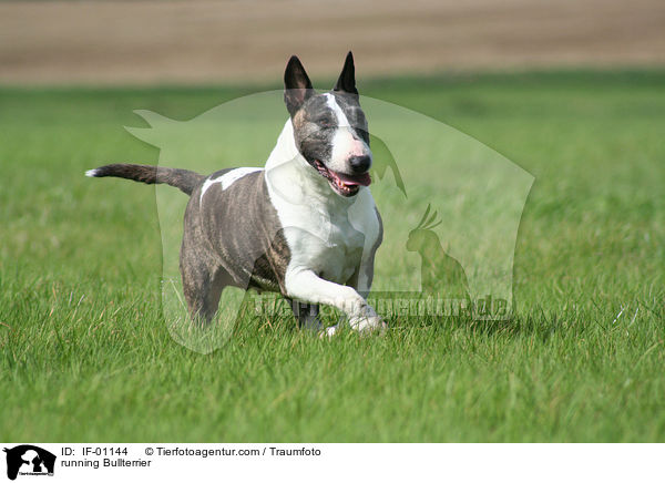 running Bullterrier / IF-01144