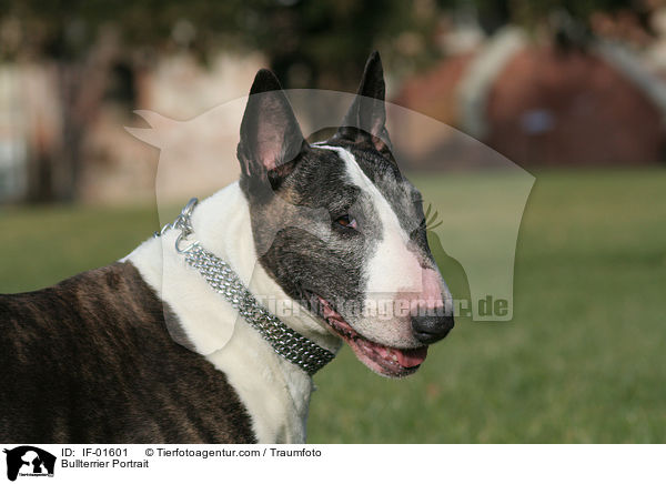 Bullterrier Portrait / IF-01601