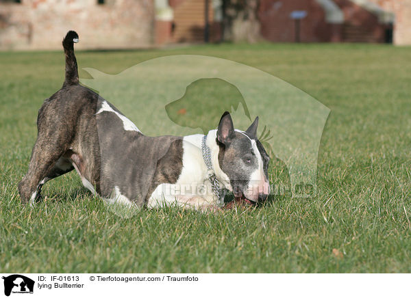 liegender Bullterrier / lying Bullterrier / IF-01613