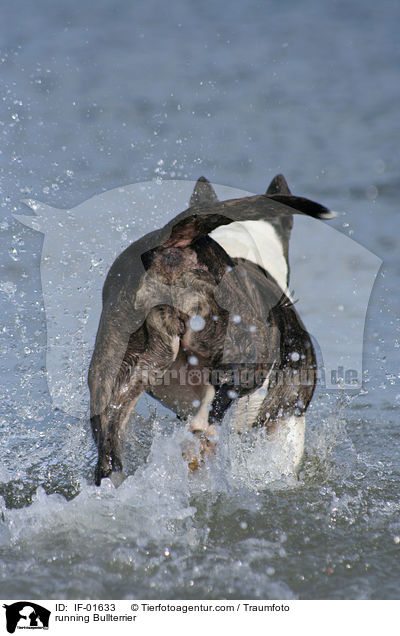 rennender Bullterrier / running Bullterrier / IF-01633