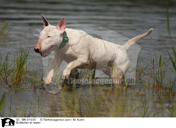 Bullterrier im Wasser / Bullterrier at water / MK-01035