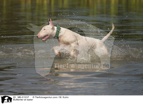 Bullterrier im Wasser / Bullterrier at water / MK-01037