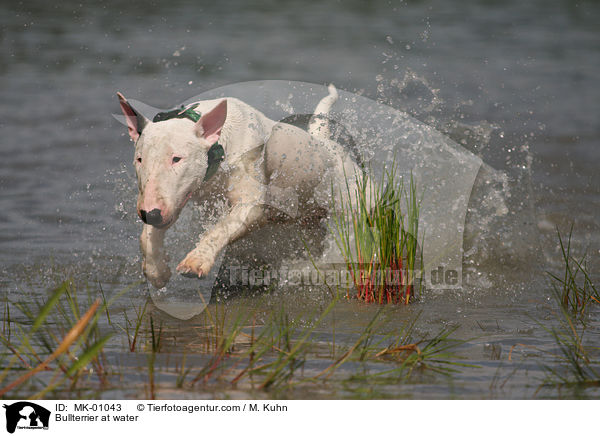 Bullterrier im Wasser / Bullterrier at water / MK-01043