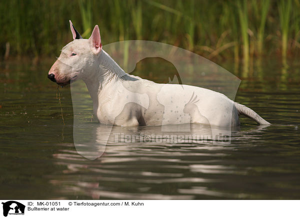 Bullterrier im Wasser / Bullterrier at water / MK-01051