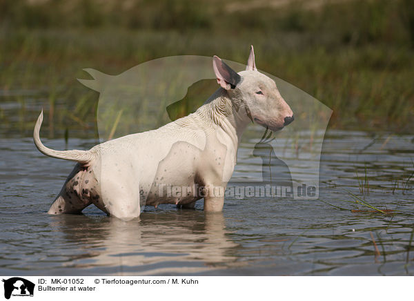 Bullterrier im Wasser / Bullterrier at water / MK-01052