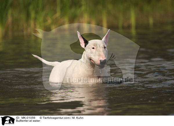 Bullterrier im Wasser / Bullterrier at water / MK-01056