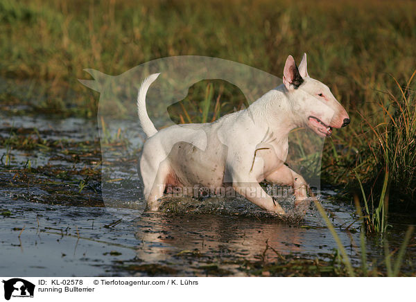 rennender Bullterrier / running Bullterrier / KL-02578