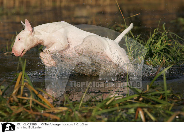 running Bullterrier / KL-02580