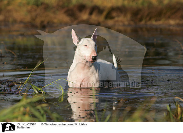 Bullterrier / Bullterrier / KL-02581
