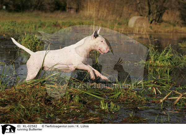 rennender Bullterrier / running Bullterrier / KL-02582