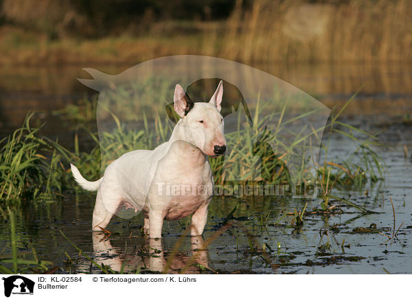 Bullterrier / Bullterrier / KL-02584