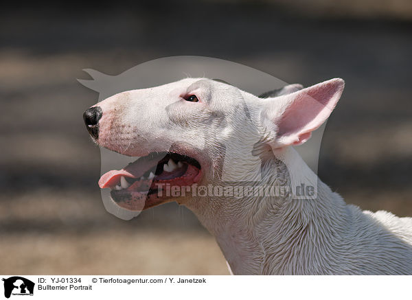 Bullterrier Portrait / Bullterrier Portrait / YJ-01334