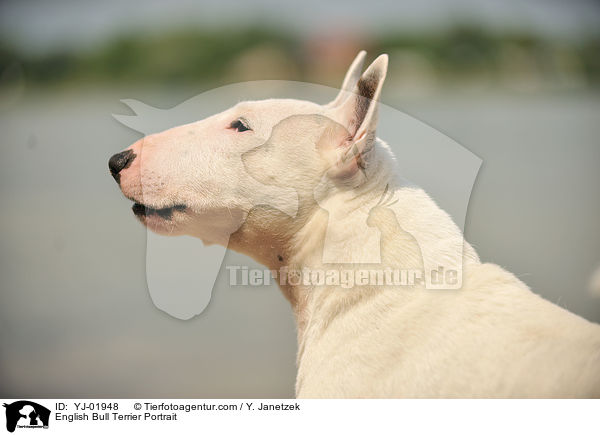 Bullterrier Portrait / English Bull Terrier Portrait / YJ-01948