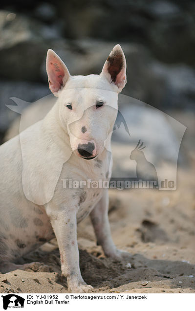 Bullterrier / English Bull Terrier / YJ-01952
