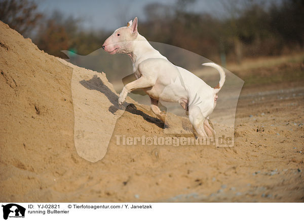 rennender Bullterrier / running Bullterrier / YJ-02821