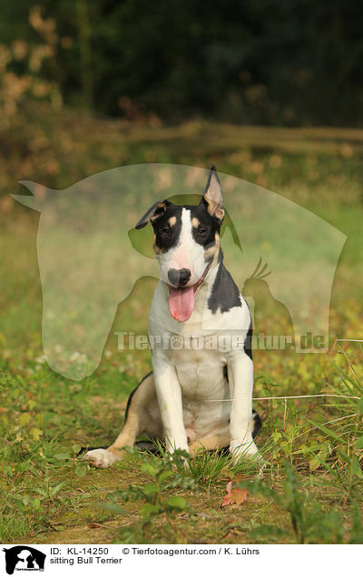 sitzender Bullterrier / sitting Bull Terrier / KL-14250