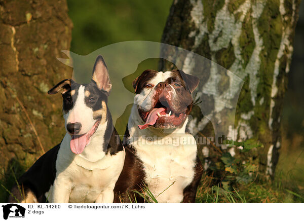2 Hunde / 2 dogs / KL-14260