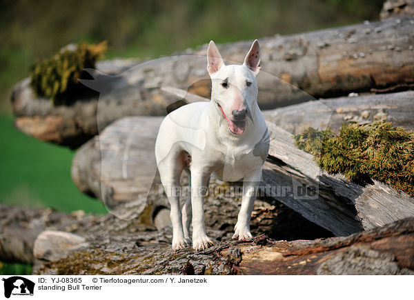 standing Bull Terrier / YJ-08365