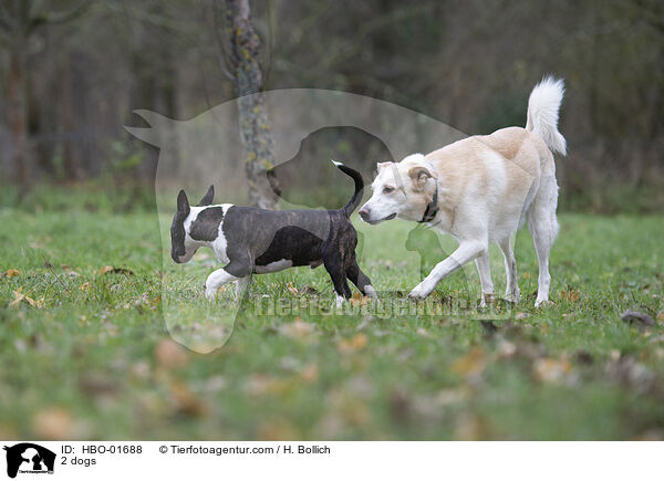 2 dogs / HBO-01688
