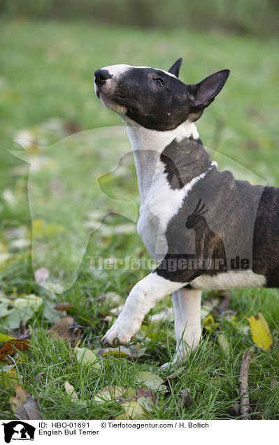 English Bull Terrier / HBO-01691