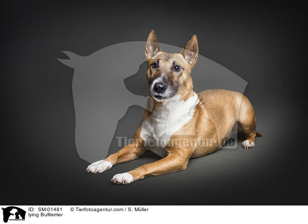 lying Bullterrier / SM-01481