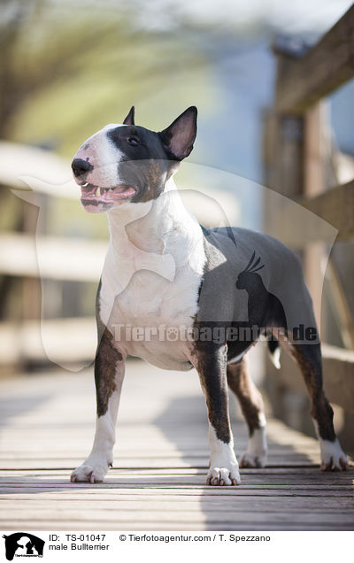 Bullterrier Rde / male Bullterrier / TS-01047