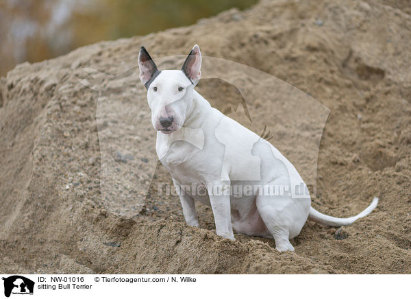 sitting Bull Terrier / NW-01016