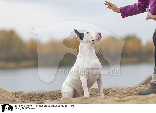 sitting Bull Terrier / NW-01019