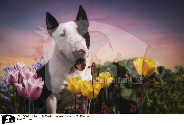 Bull Terrier / SB-01118