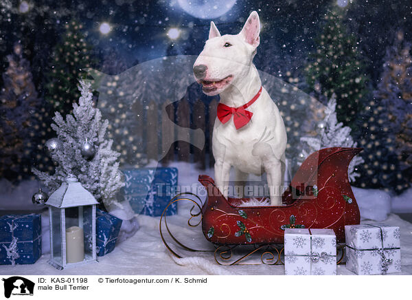 male Bull Terrier / KAS-01198