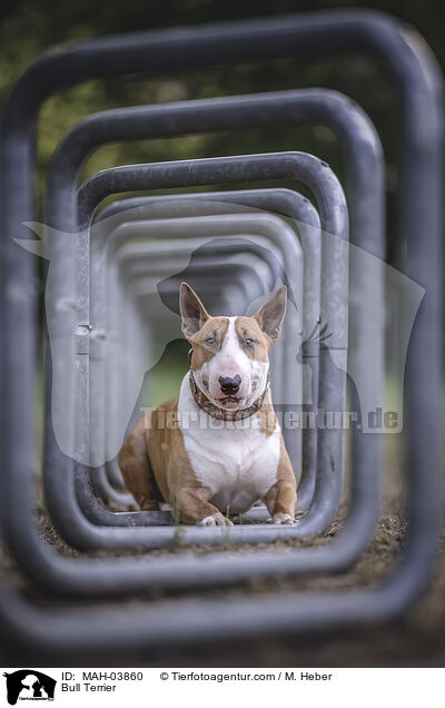Bullterrier / Bull Terrier / MAH-03860