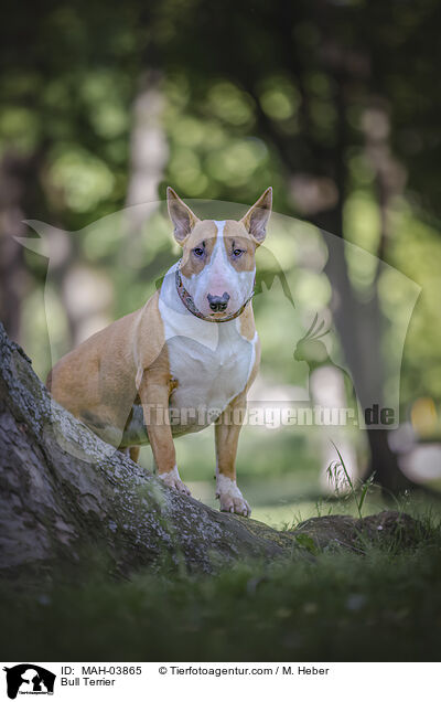 Bull Terrier / MAH-03865