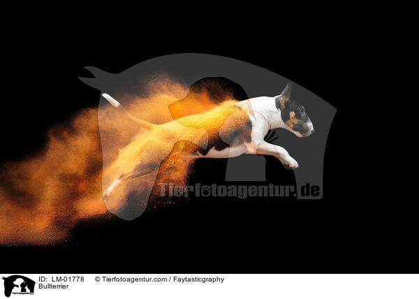 Bullterrier / Bullterrier / LM-01778