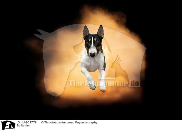 Bullterrier / Bullterrier / LM-01779