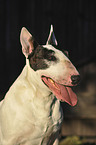 English Bull Terrier Portrait