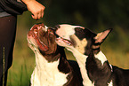 2 dogs
