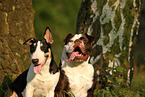 2 dogs