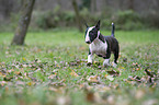 running English Bull Terrier