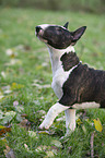 English Bull Terrier