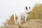 Bull Terrier