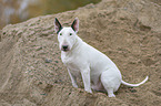 sitting Bull Terrier